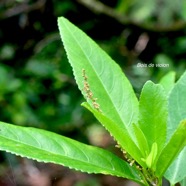 Acalypha integrifolia Bois de violon Euph orbiaceae Indigène La Réunion 1235.jpeg