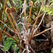 Alsophila glaucifolia Fanjan femelle Cya theaceae Endémique La Réunion 1243.jpeg