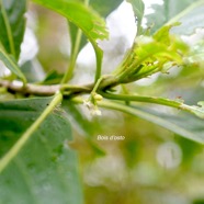 Anthirea borbonica Bois d'osto Rubiaceae End émique Madagascar et Mascareignes 1291.jpeg