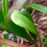 Antrophyopsis boryana Langue de boeuf Pterida ceae Indigène La Réunion, Maurice 1360.jpeg