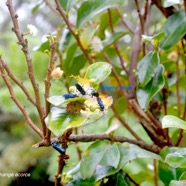 Aphloia theiformis Change e?corce Aphl oiaceae Indigène La Réunion 1247.jpeg
