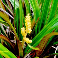 Astelia hemichrysa Ananas marron Astel iaceae Endémique La Réunion 1258.jpeg
