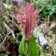 Badula borbonica Bois de savon Primul aceae Endémique La Réunion 1348.jpeg