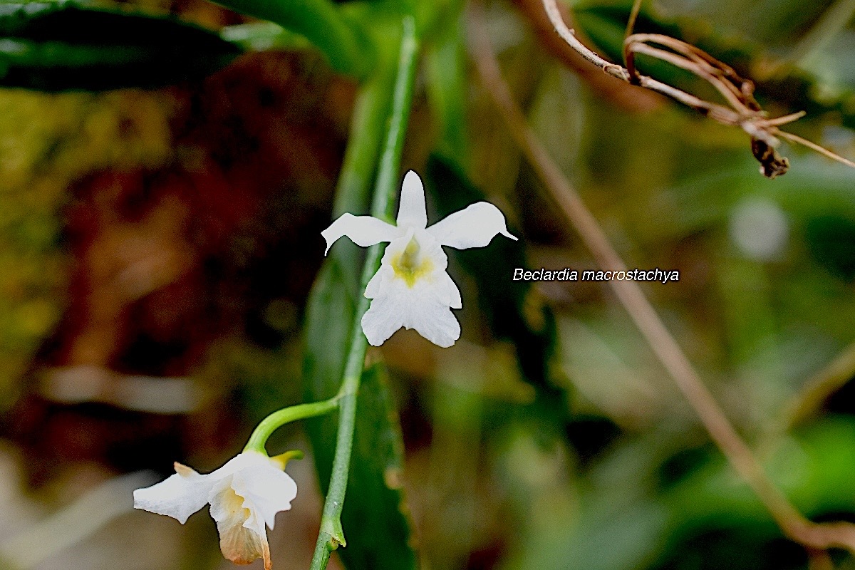 Beclardia macrostachya Orchidaceae Endémique Madagascar et Mascareignes 1358.jpeg