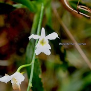 Beclardia macrostachya Orchidaceae Endémique Madagascar et Mascareignes 1358.jpeg