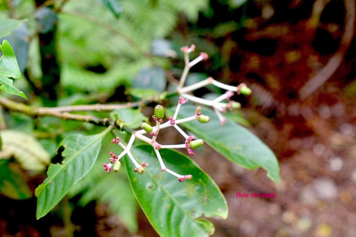 Chassalia corallioides Bois de corail Ru biaceae Endémique La Réunion 1269.jpeg