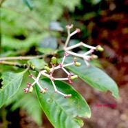 Chassalia corallioides Bois de corail Ru biaceae Endémique La Réunion 1269.jpeg