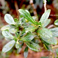 Chassalia gaertneroides Bois de lousteau  Rubiaceae Endémique La Réunion 1302.jpeg