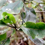 Claoxylon dolichostachyum Bois d'oiseaux Eu phorbiaceae Endémique La Réunion 1255.jpeg