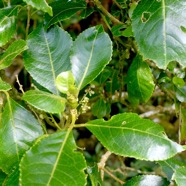 Claoxylon glandulosum Gros Bois d'oiseaux Euphorbiaceae Endémique La Réunion 1186.jpeg