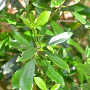 Claoxylon parviflorum Petit Bois d'oiseaux Euphorbiaceae Endémique Mascareignes 1227.jpeg