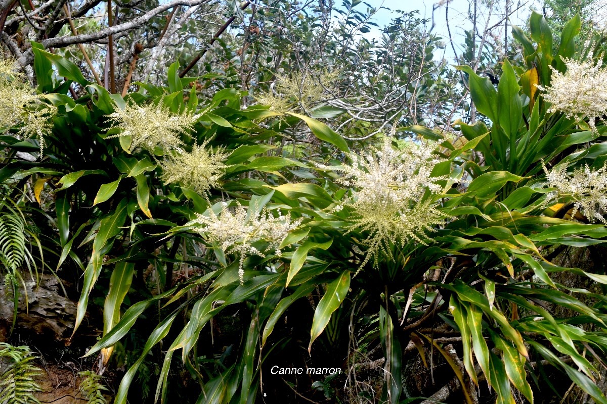 Cordyline mauritiana Canne marron Asparagaceae Endémique La Réunion , Maurice 1188.jpeg