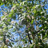 Dombeya ciliata Mahot blanc Malvaceae Endémique La Réunion 1201.jpeg