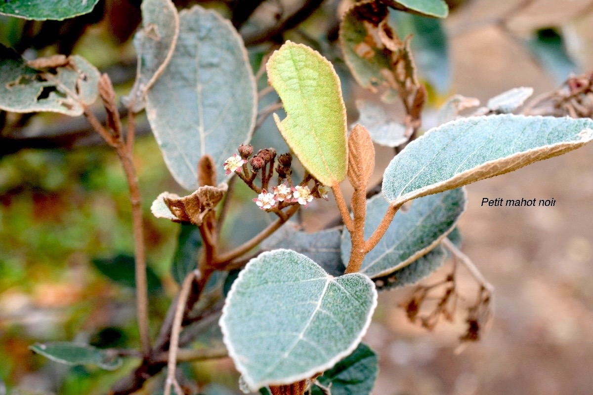Dombeya ferruginea Petit mahot noir Malvaceae Endémique La Réunion , Maurice 1222.jpeg