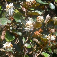 Dombeya ficulnea Petit mahot Malvaceae Endémique La Réunion 1237.jpeg