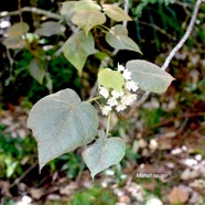 Dombeya reclinata Mahot rouge Malvaceae Endémique La Réunion 1200.jpeg