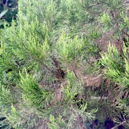 Erica arborescens Branle filao Ericaceae Endémique La Réunion 1230.jpeg