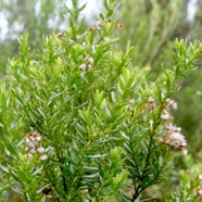 Hubertia ambavilla Ambaville Asteraceae  Endémique La Réunion, Maurice 1245.jpeg