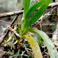 Jumellea triquetra Orchidaceae  Endémique La Réunion 1307.jpeg