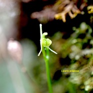 Liparis scaposa Orchidaceae En démique La Réunion 1301.jpeg