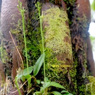 Liparis scaposa Orchidaceae En démique La Réunion 1322.jpeg