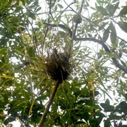 Nastus borbonicus Calumet Poaceae  Endémique La Réunion 1366.jpeg