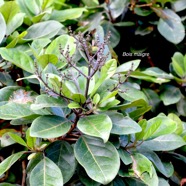 Nuxia verticillata Bois maigre Loganiaceae  Endémique La Réunion, Maurice 1229.jpeg