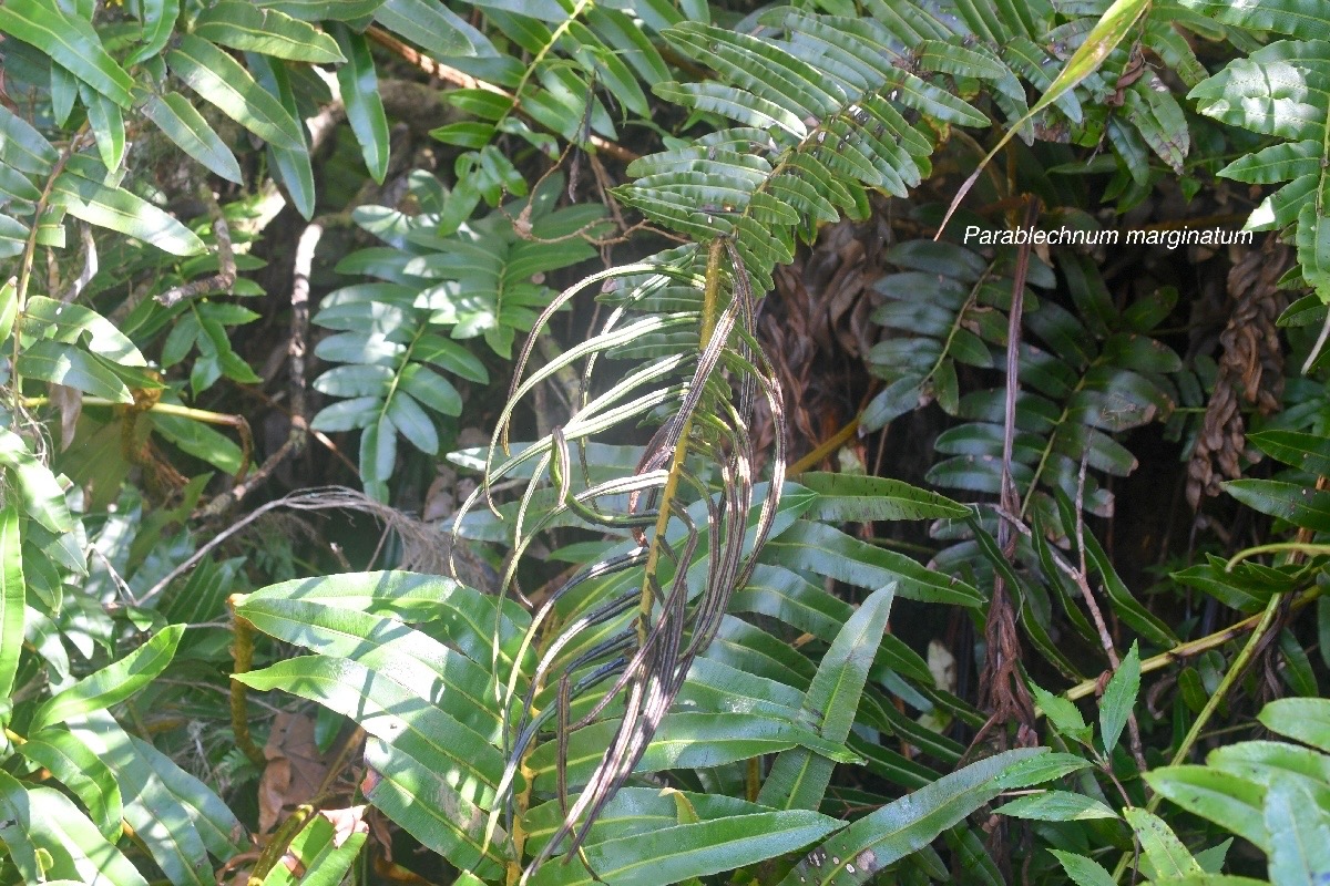 Parablechnum marginatum Blechnace ae Indigène La Réunion 1205.jpeg