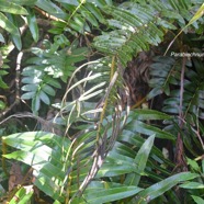 Parablechnum marginatum Blechnace ae Indigène La Réunion 1205.jpeg