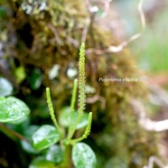 Peperomia elliptica Piperaceae Ende? mique La Réunion ,Maurice 1371.jpeg