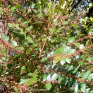 Phyllanthus phillyreifolius Bois de cafrine Phylla nthaceae Endémique La Réunion, Maurice 1189.jpeg