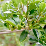 Pittosporum senacia Bois de joli coeur Pittosporaceae Indigène La Réunion 1251.jpeg