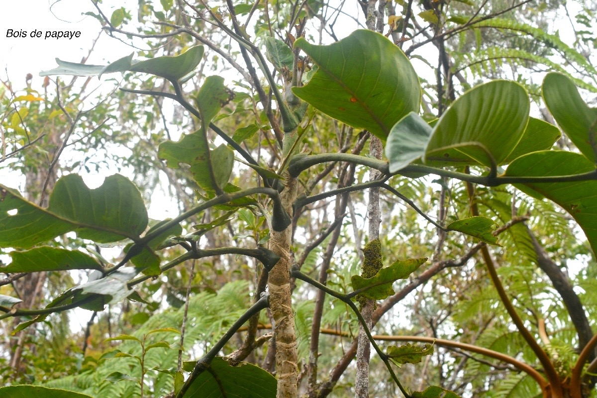 Polyscias repanda Bois de papaye Arali aceae Endémique La Réunion 1260.jpeg