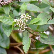 Psiadia amygdalina Asteraceae E ndémique La Réunion 1209.jpeg