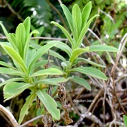 Psiadia anchusifolia Bouillon blanc Ast eraceae Endémique La Réunion 1210.jpeg