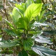 Psiadia boivinii Bouillon blanc Aster aceae Endémique La Réunion 1196.jpeg