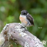 Saxicola tectes Tec-tec Muscicapid ae Endémique La Réunion 1253.jpeg