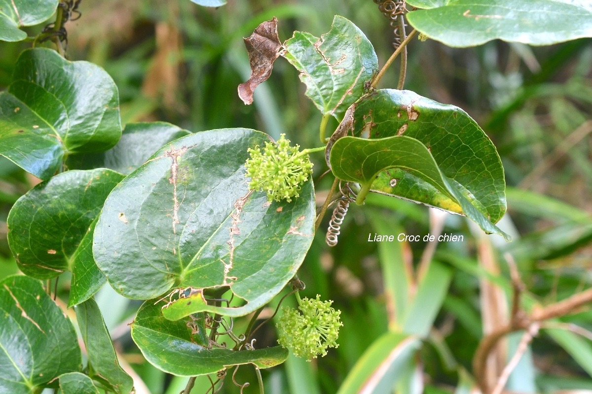 Smilax anceps Liane Croc de chien Smil acaceae Indigène La Réunion 1219.jpeg