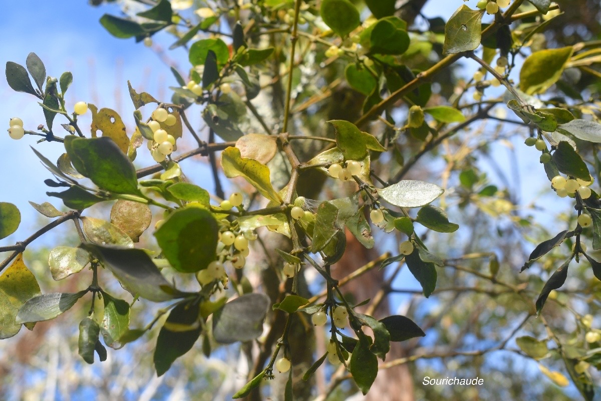 Viscum triflorum Sourichaude Santalaceae Indigène La Réunion                             1192.jpeg