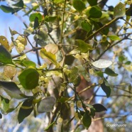 Viscum triflorum Sourichaude Santalaceae Indigène La Réunion                             1192.jpeg