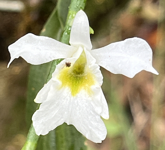 For&ecirc;t des hauts de Mont Vert - 20 f&eacute;vrier 2024