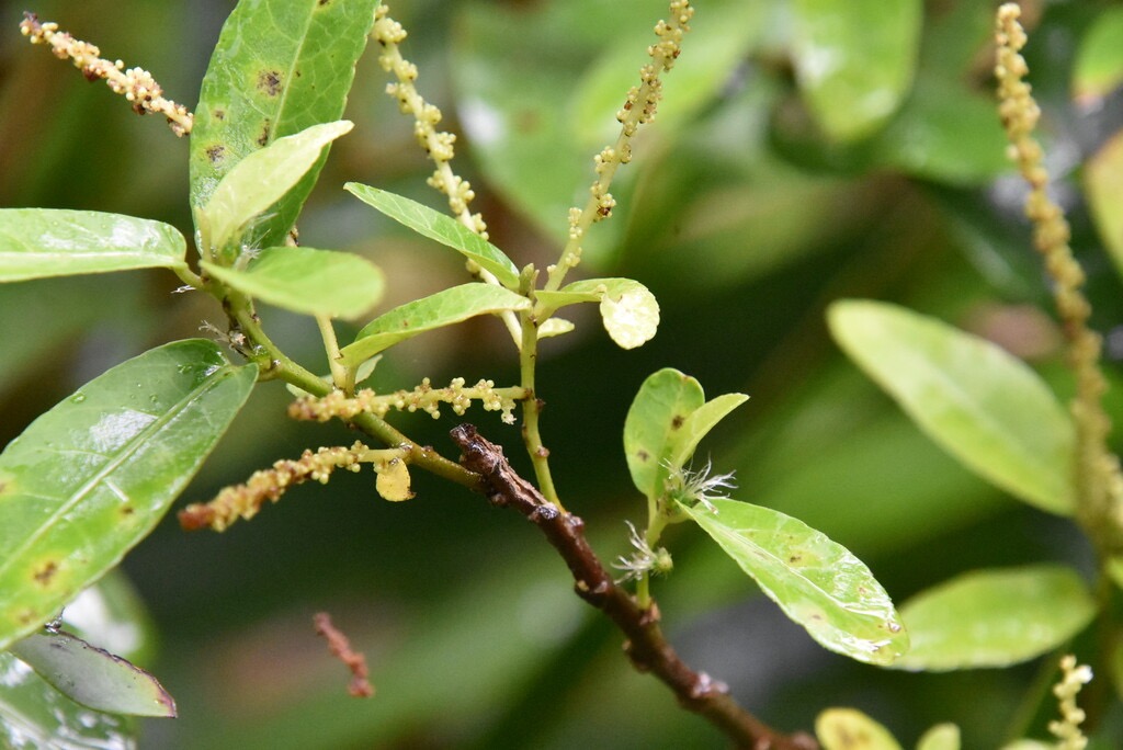 Acalypha_integrifolia-Bois_de_violon(fleurs_males_fleurs_femelles)-EUPHORBIACEAE-Indigene-Réunion-MB3_9218.jpg