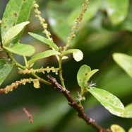 Acalypha_integrifolia-Bois_de_violon(fleurs_males_fleurs_femelles)-EUPHORBIACEAE-Indigene-Réunion-MB3_9218.jpg