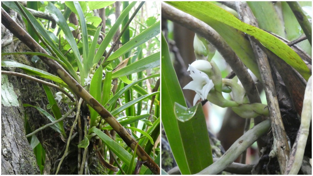 Angraecum_bracteosum-EPIDENDROIDEAE-Endemique_Reunion-20250205_105117.jpg