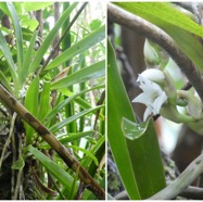 Angraecum_bracteosum-EPIDENDROIDEAE-Endemique_Reunion-20250205_105117.jpg