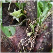 Angraecum_cadetii-EPIDENDROIDEAE-Endemique_Reunion_Maurice-20250205_105245.jpg