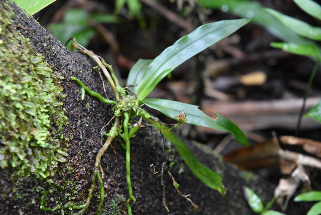 Angraecum_caulescens(ex_zeylanicum)-EPIDENDROIDEAE-Indigene_Reunion-MB3_9252.jpg