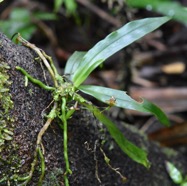 Angraecum_caulescens(ex_zeylanicum)-EPIDENDROIDEAE-Indigene_Reunion-MB3_9252.jpg