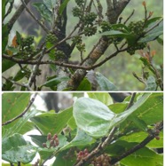Antidesma_madagascariense-Bois_de_cabri_blanc-PHYLLANTACEAE-Indigene_Reunion-20250205_105634.jpg