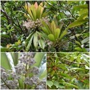 Badula_borbonica-en_fleurs-barthesia_en_fruits-Bois_de_savon-PRIMULACEAE-Endemique_Reunion-20250205_105850.jpg